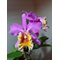 Cattleya harrisonae x C dowiana