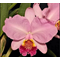 Cattleya Luedemaniana Vinicolor