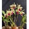 cattleya triumphans Эквадор