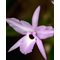 Лаелия (Laelia anceps “disciplinata” x L. rubescens)(508)