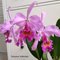 Cattleya Maggie Raphael  Lavender