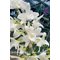 Дендробиум (Dendrobium Nestor f. album (Den. parishii × Den. anosmum)(1107)