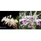 Cattleya gaskelliana alba x Cattleya maxima semialba