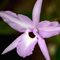 Лаелия (Laelia  anсeps barceriana x rubescens))(514)