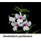 Дендробиум (Dendrobium parthenium) (1245)