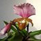 Пафиопе́дилум (paphiopedilum charlesworthii x rungsuriyanum)(А-115)