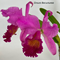 Cattleya Maggie Raphael (C trianae Pimienta x C dowiana)
