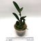 Каттлея (Cattleya leopoldii albax self)) (353)
