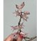 Дендробиум (Dendrobium hercoglossum)(1332)