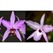 Лаелия (Laelia anceps “disciplinata” x L. rubescens)(508)