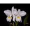 Cattleya jenmanii f. alba 'Fuchs Snow'