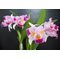 Cattleya trianaei fma. trilabelo 'Lia'
