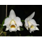 Laelia alaori var. Alba