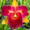 Каттлея (Blc. Nobile s Tropical Sunset Kinriu)(407)