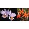 Cattleya mossiae x laelia harpophylla