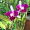 Cattleya Sangob Delight