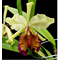 Cattleya dowiana v. aurea