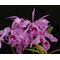 Cattleya maxima   .