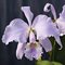 Каттлея (Cattleya warnerii caerulescens "Rio Casca" x Cattleya Warnerii caerulescens "Roberto Kautsky ") (911)