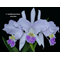 Cattleya lueddemanniana fma coerulea x sib