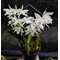 Cattleya lobata var. alba x sib ('Plena' x 'Estretta')(C2154)