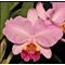 Cattleya Luedemaniana Vinicolor   .