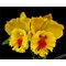 Rlc. NP Gold Nawapol