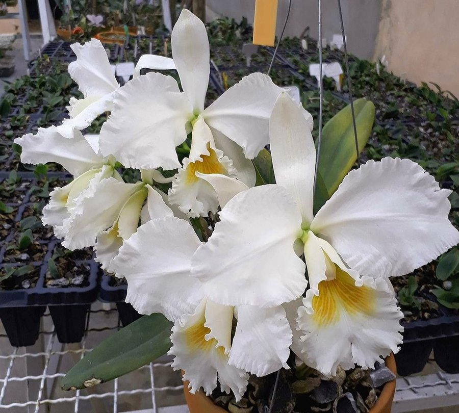 Cattleya  mossiae fma. alba
