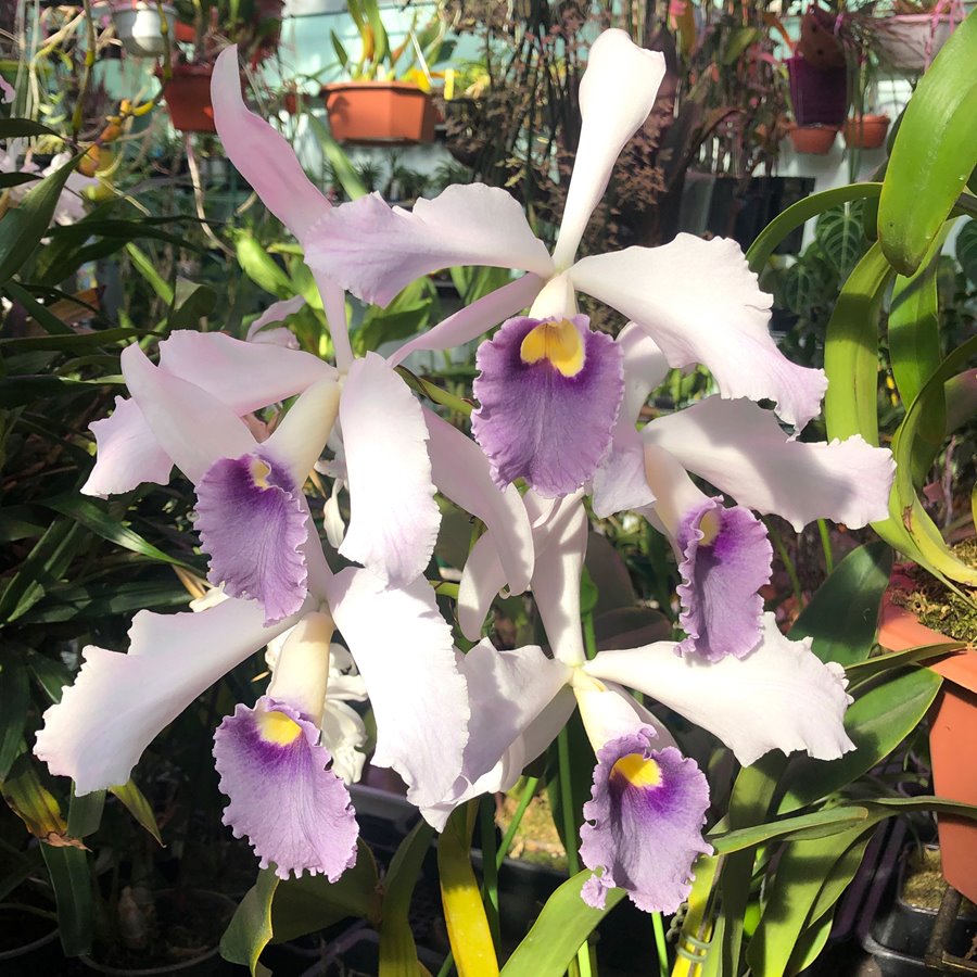 Cattleya warnerii coerulea x Cattleya purpurata Schusteriana