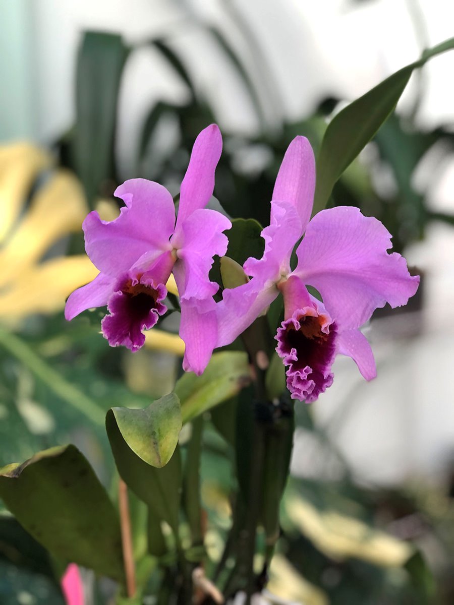 Cattleya Eva´s Fabula Contigo (labiata SA x rex)