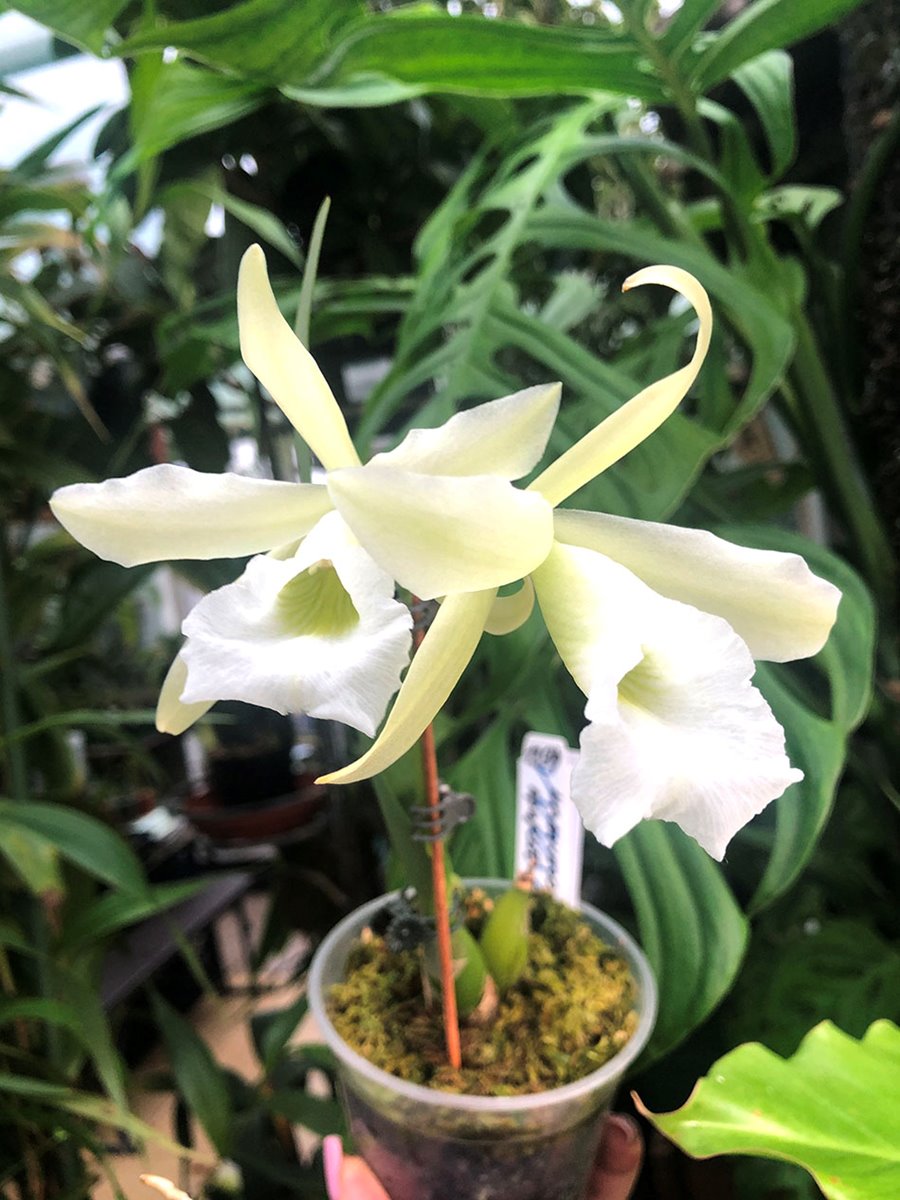 Cattleychea Pink Marie (Laelia purpurata alba x Prosthechea mariae)