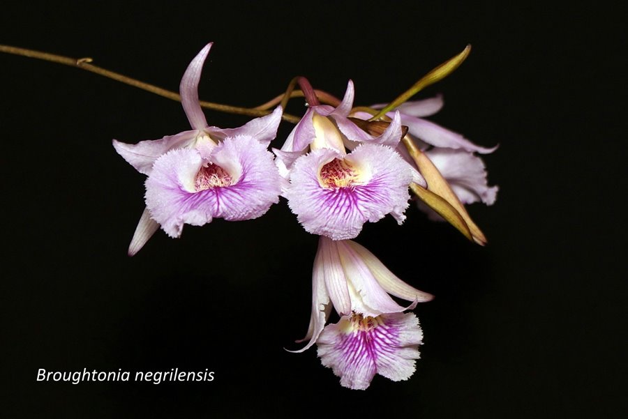 Broughtonia negrilensis x sib