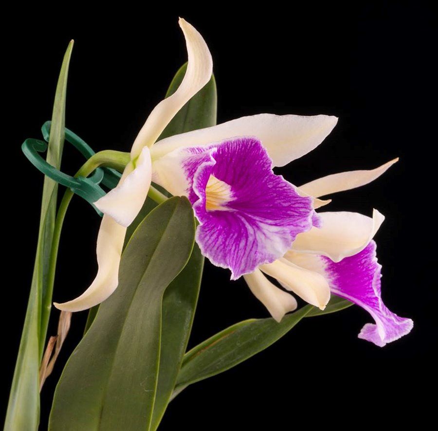 Cattleychea Pink Marie (C. purpurata schusteriana x Ech. mariae)