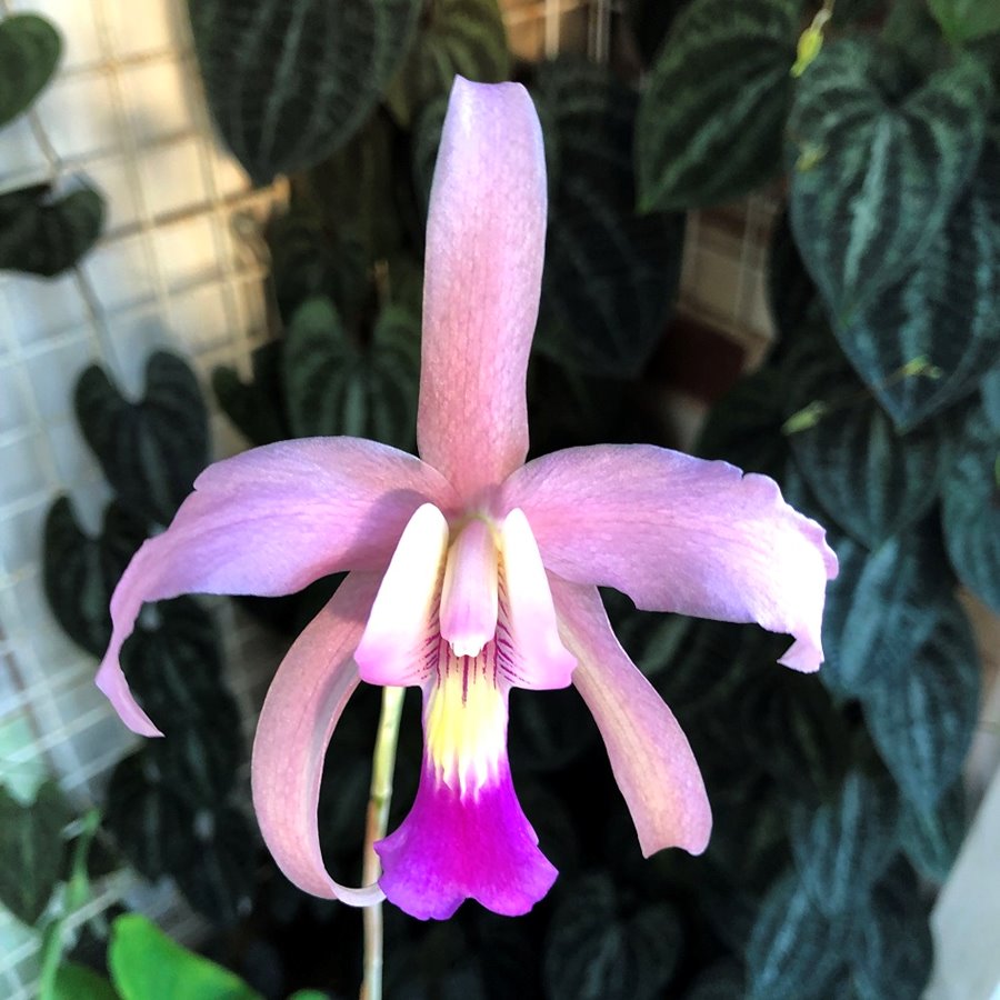 Laelia splendida x Laelia anceps v dowsonii