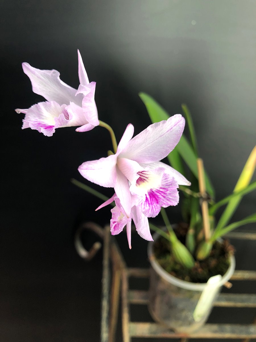 Laelia rubescens x Broughtonia negrilensis