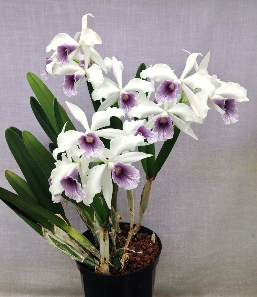 Laelia purpurata var. Werkhäuseri