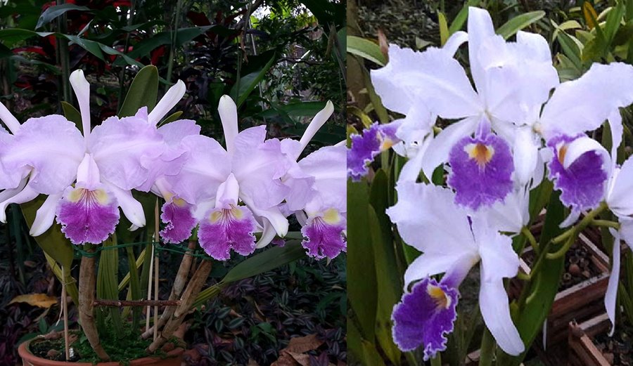 Cattleya Carmen  (Cattleya luedemanniana coerulea x warcsewiczii coerulea)