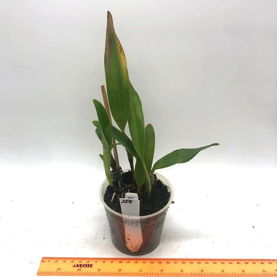 Guariante skenerii f.coerulea 'My Blue Heaven' .