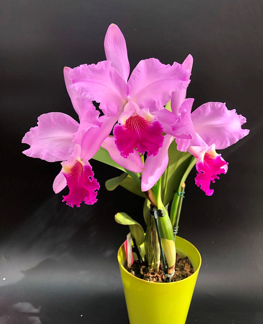 Cattleya Medelissima (luedemanniana tipo  x mendelii splash) long lasting and fragrant