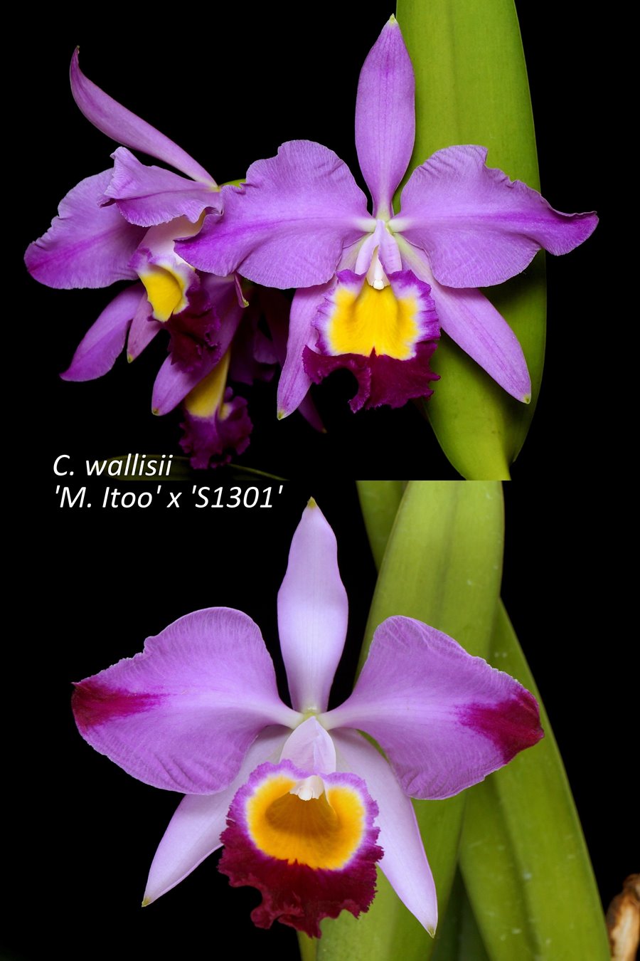 Cattleya wallisii (syn.eldorado)f. Flamea .