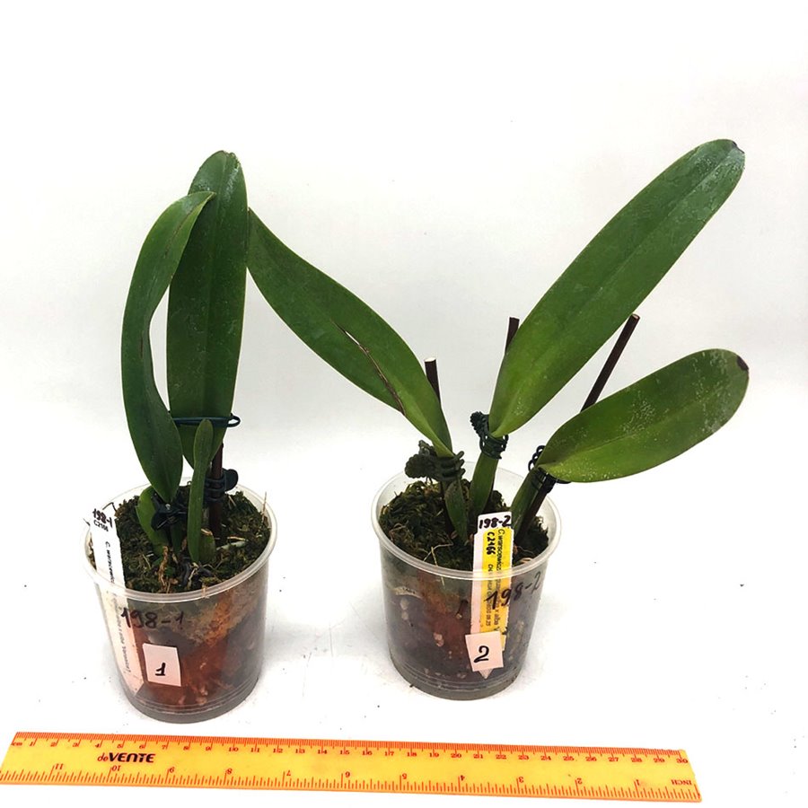 Cattleya warscewiczii .