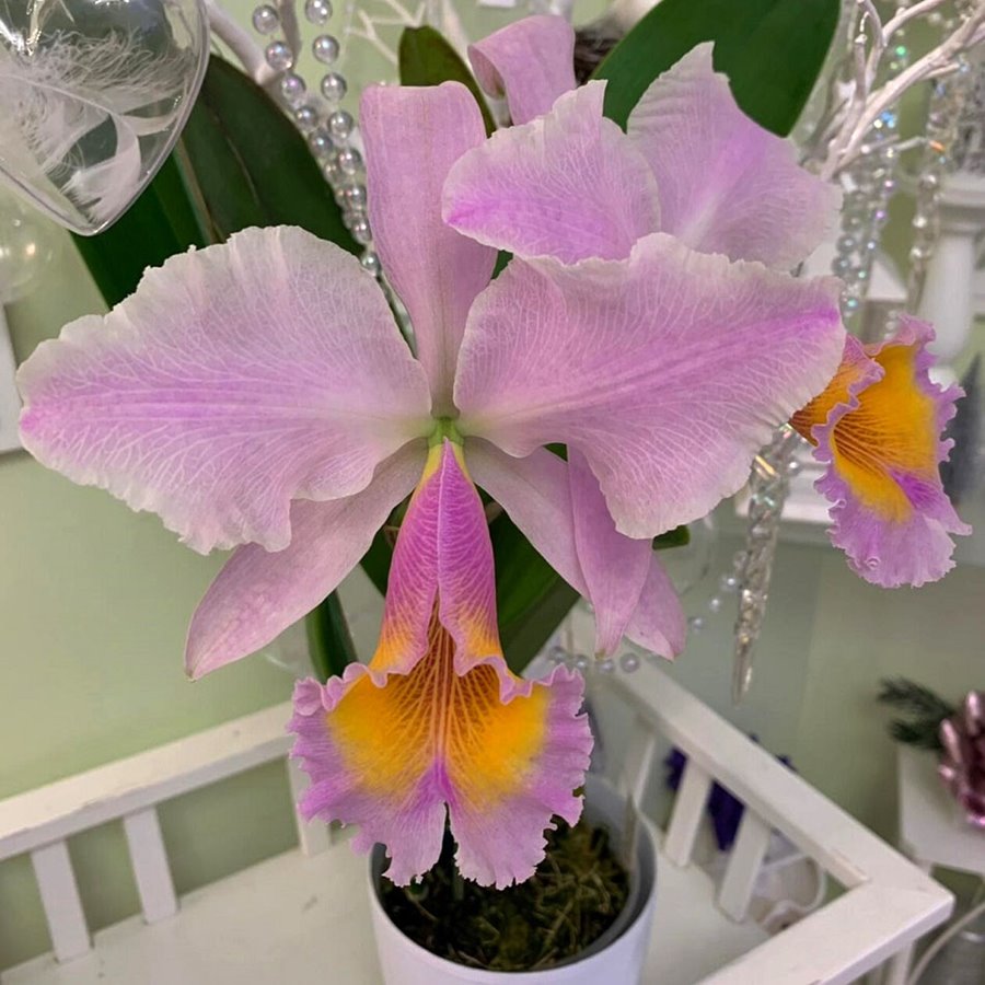 Cattleya Zephyr (C. schroederae x dowiana)
