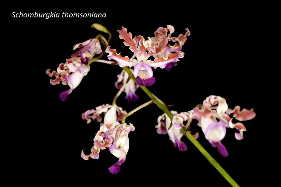 Schomburgkia thomsoniana
