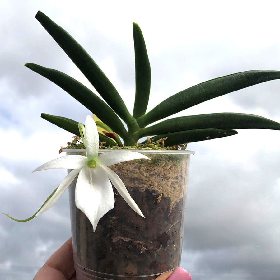Angraecum Kruger  Stars (leonis x eguitens)