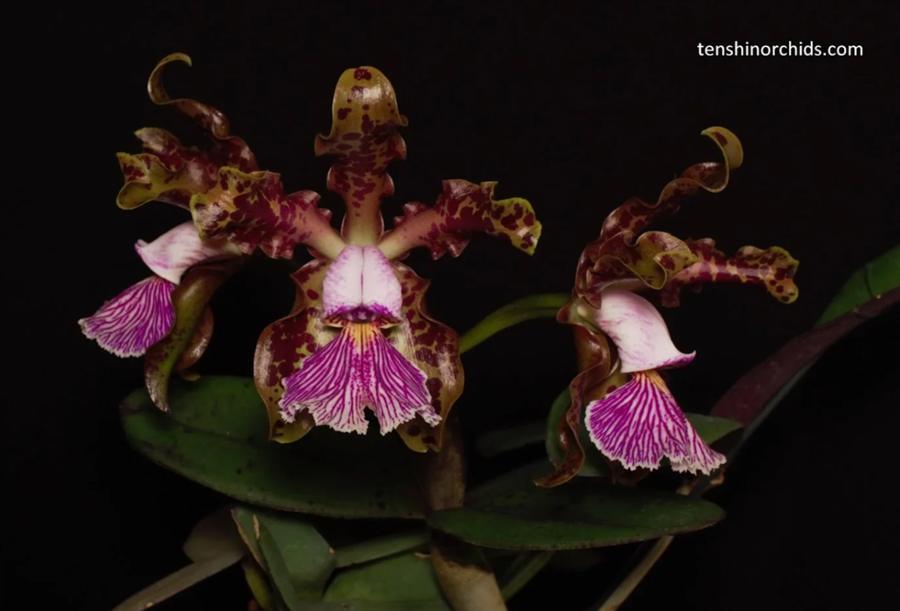 Cattleya  schilleriana (BR x Guarapari-coerulea)