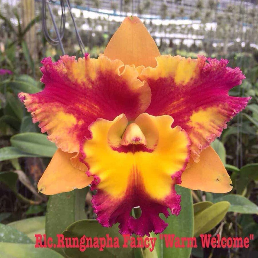 Cattleya Rungnapha Fancy Warm Welcome