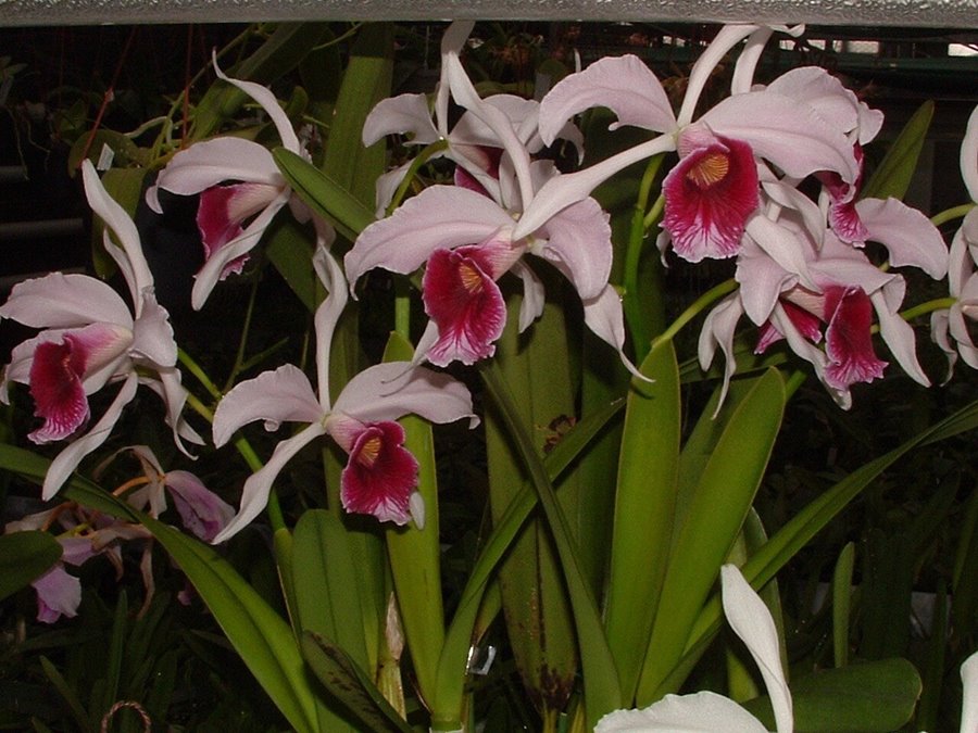 Laelia purpurata var.vincolor