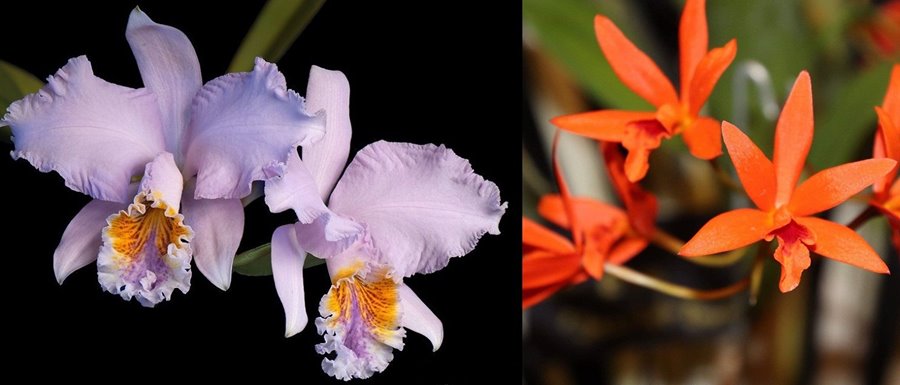 Cattleya mossiae x laelia harpophylla