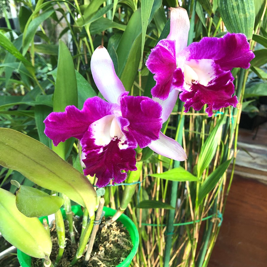 Cattleya Sangob Delight