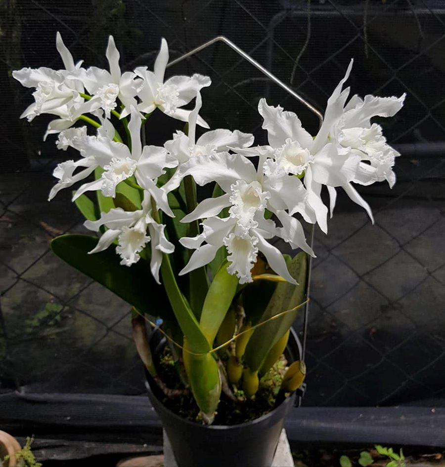 Cattleya lobata var. alba x sib ('Plena' x 'Estretta')(C2154)